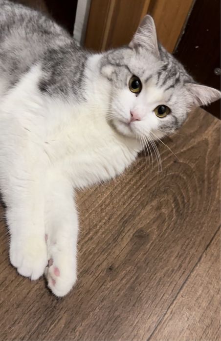 отдам милого кота в добрые руки