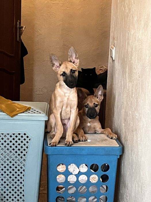 Щенята-задорные собачата