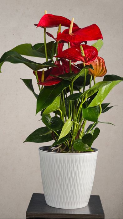 Цветок Антуриум известный как мужское счастье