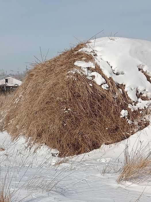 Продам сено рассыпное.