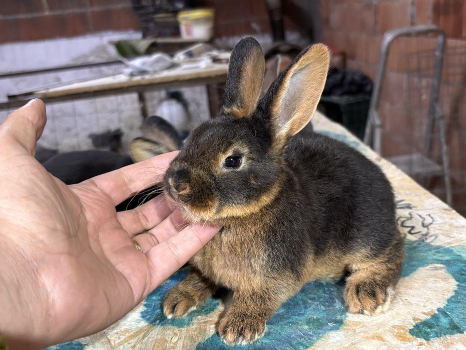 Iepurasi rex loh negru si albastru