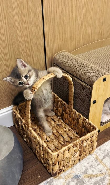 Британка короткошерстная