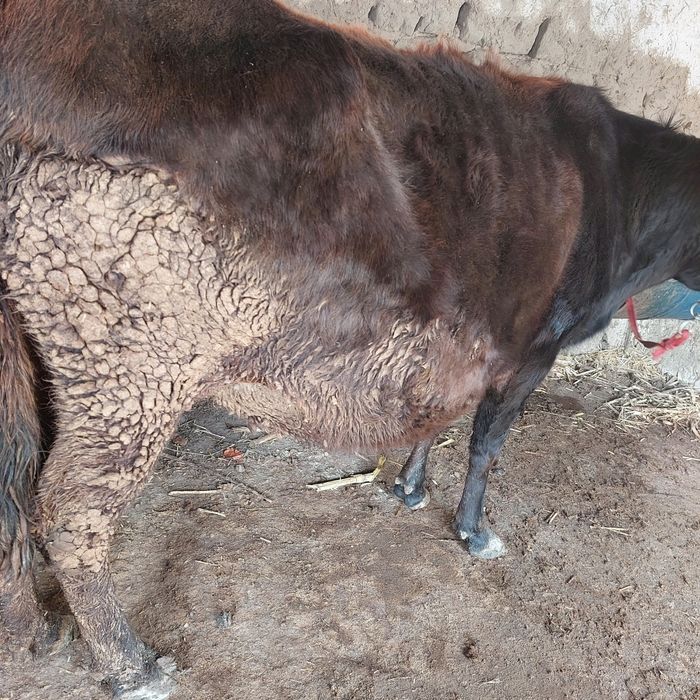 Бугоз 8 ойлик  сигир сотилади