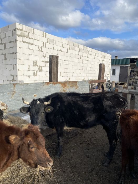 Продам  коров срочно