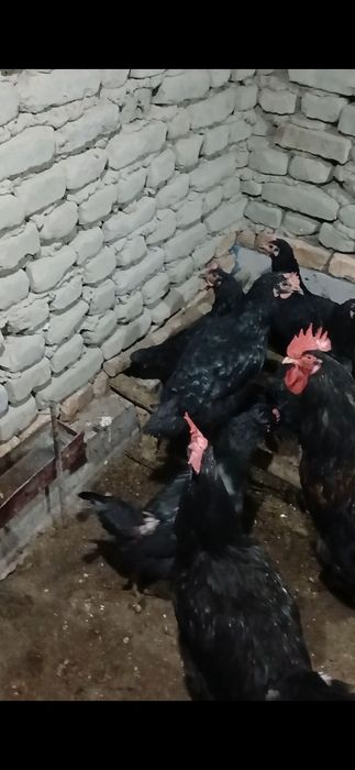 Товуклар сотилади