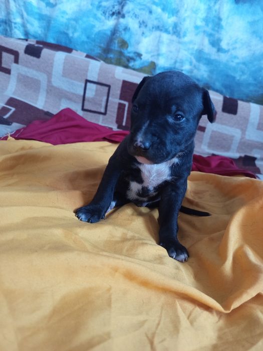 Продам Щенков питбули