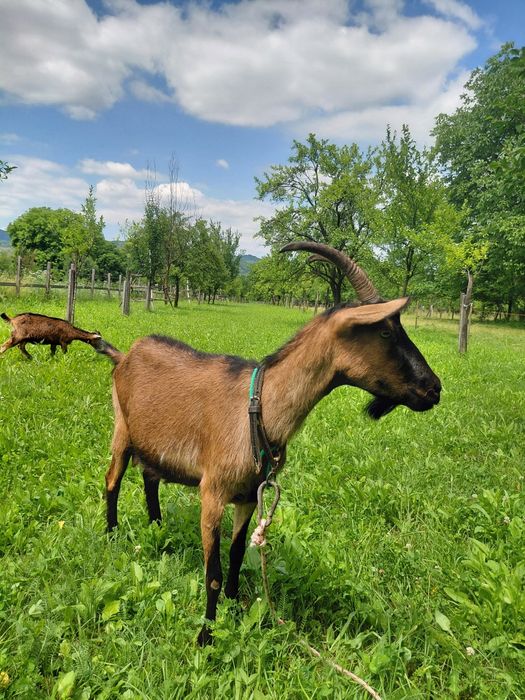 Capră Alpina franceza cu iadă