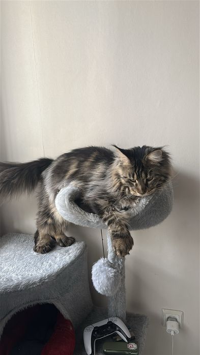 Отдам кота Мейн Кун
