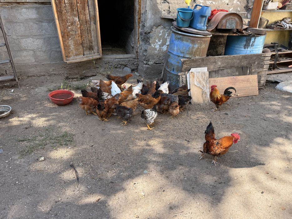 Продам домашних кур и петухов (молодняк)