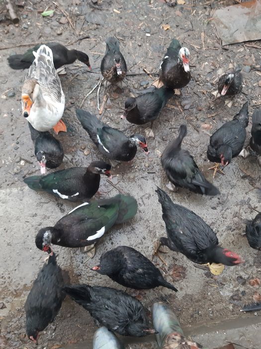 Индаутки , Урдаклар сотилади