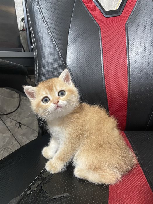 Котята золотые шиншиллы