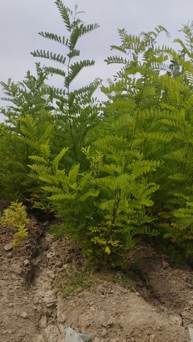 Саженцы все виды