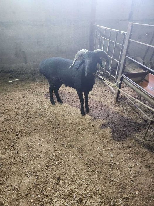 Qo'ylar 75 ming kilo