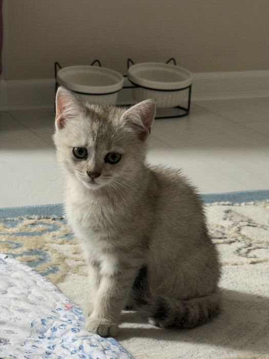 Срочно продаем котенка 2 месяца