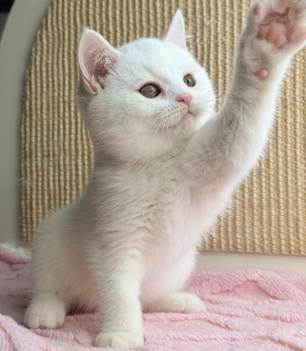 British Shorthair White