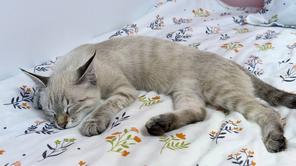 Отдам в добрые руки котика по кличке ( Пузя )