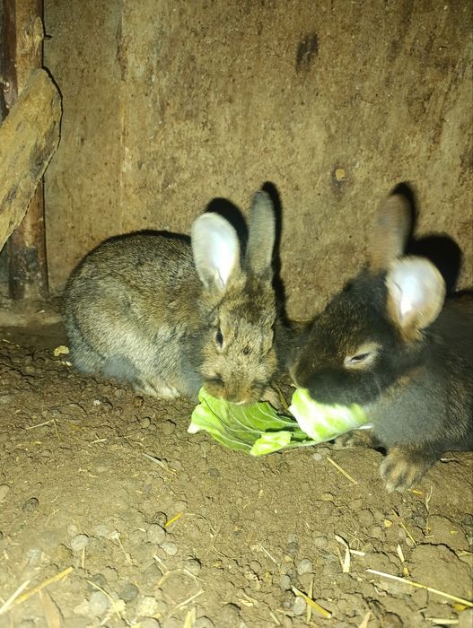 Erke quyonla sotiladi