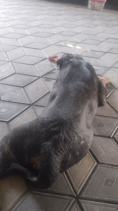 Ротвейлер   щенок