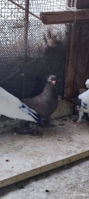 Продаются голуби по 200т.