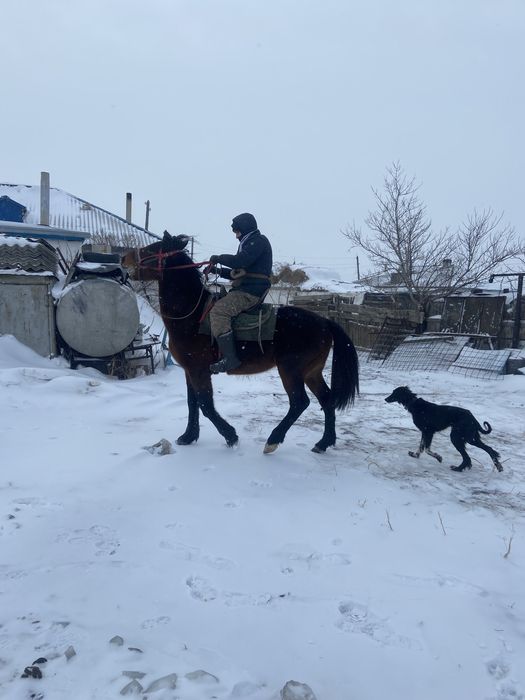 Айғыр 5 жаста ..