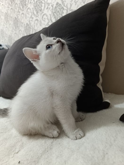 Продам котят британцы
