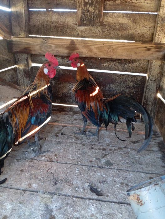 Găini și cocos phoenix
