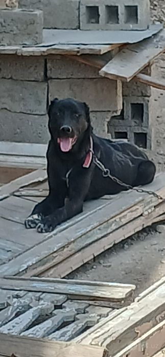 Alabay Sotiladi 7 oylik