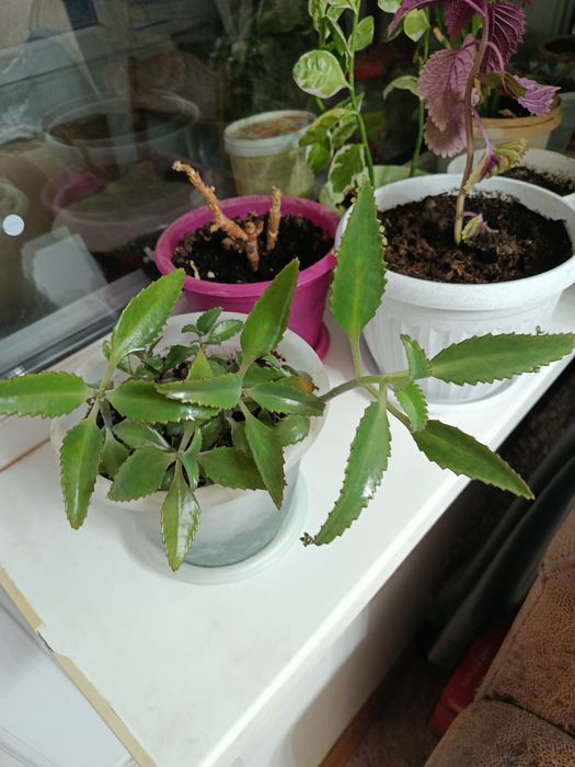 Продам коланхое отростки