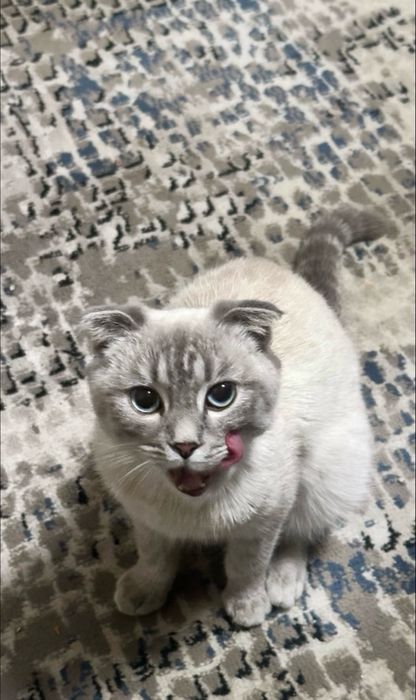 Отдам кота веслоуху голубоглазого