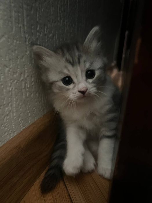 Котята Шотландца и Балинизийской сиамской кошки