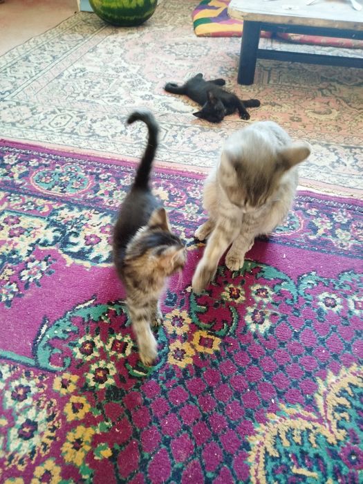 Отдам котят хорошие руки