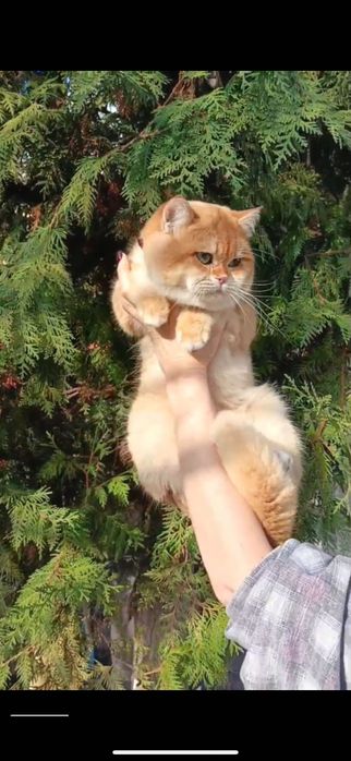 Вязка, кот класса: SHOW (ЗРЕЛИЩЕ)