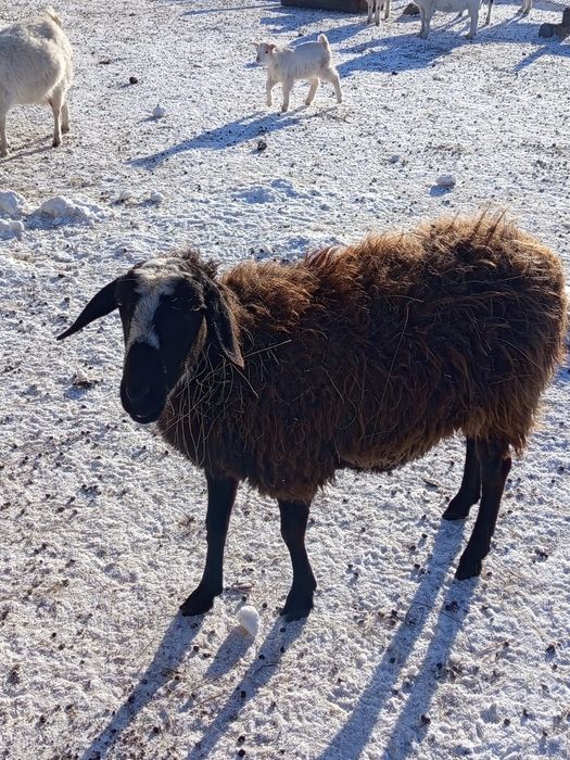 Продам баранов..