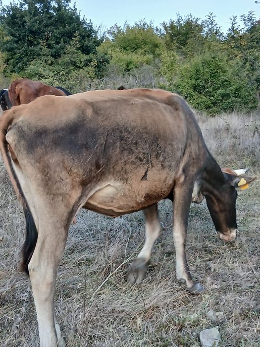 Продават се две юници на първо отелване