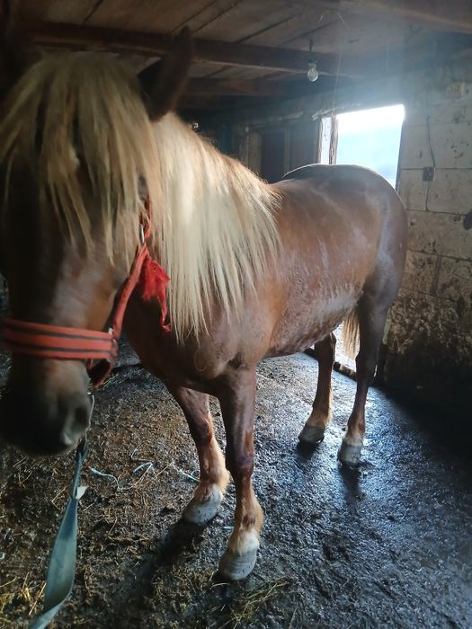 De vânzare cal castrat