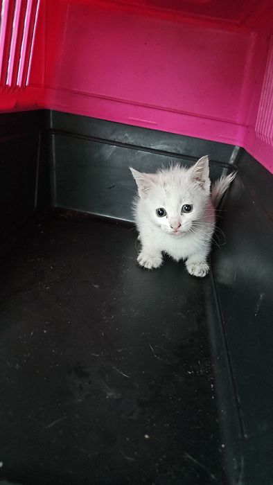 Котенце Бяло мъжко