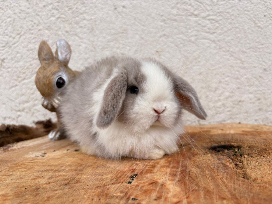 Iepuri pitici de companie berbec pitic/mini lop/holland lop