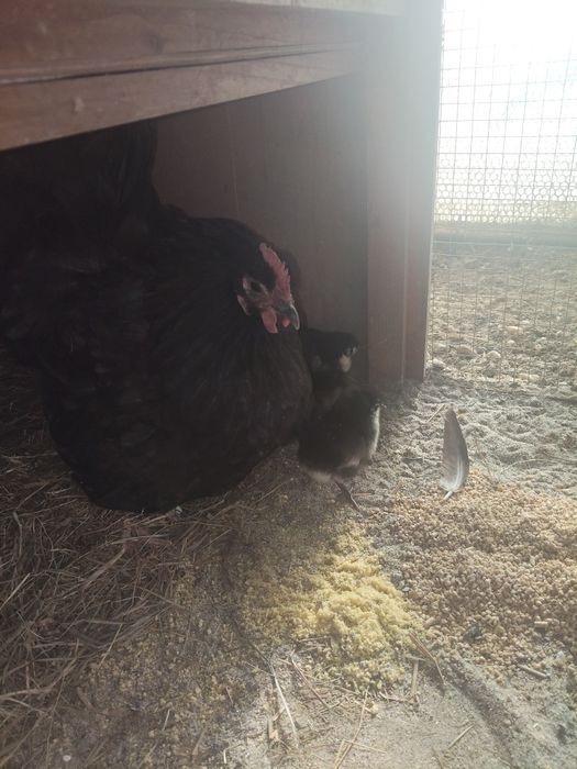 Vând closca australorp cu 9 pui