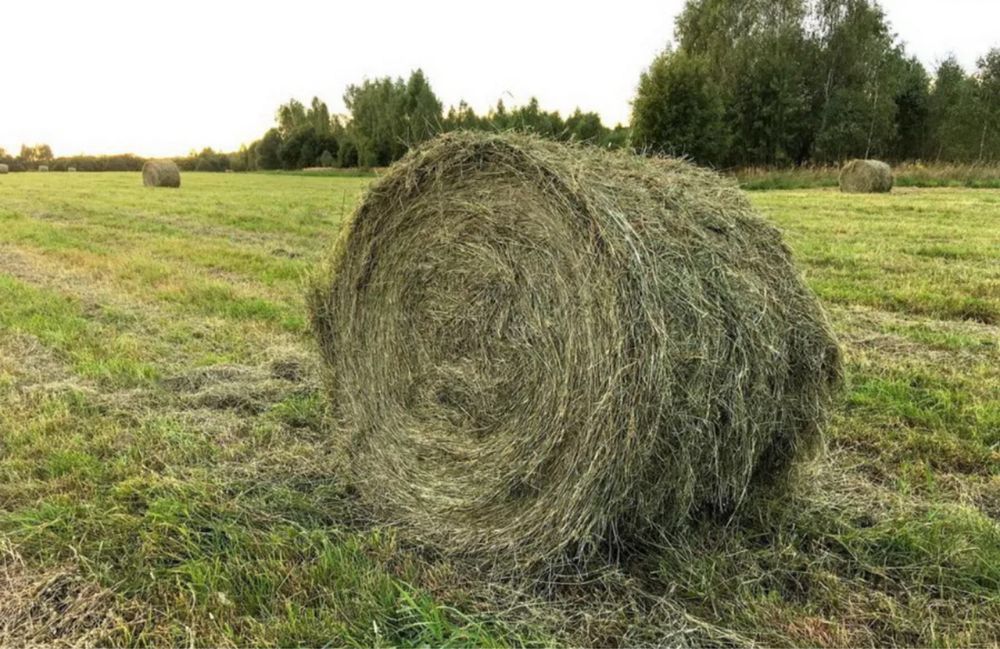 Продам сено в рулонах