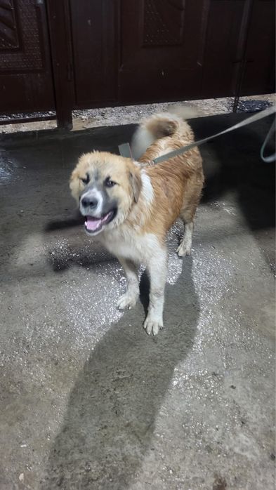 Собака алабайййй