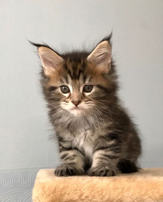 Maine Coon Activv