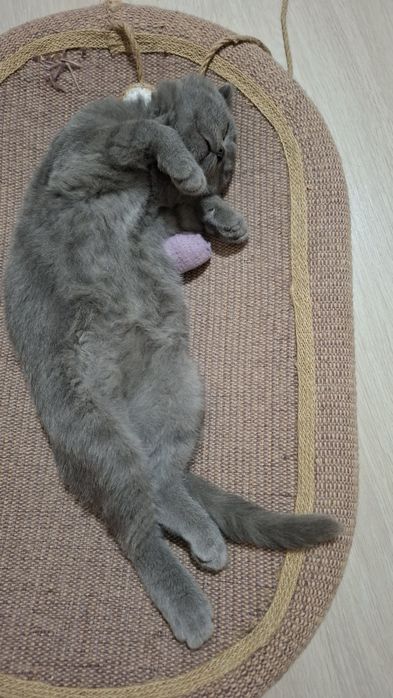 Продам трёхмесячного вислоухого пепельного котёнка