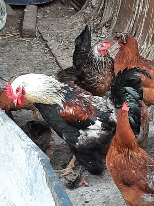 Vând pui de găină țărănești
