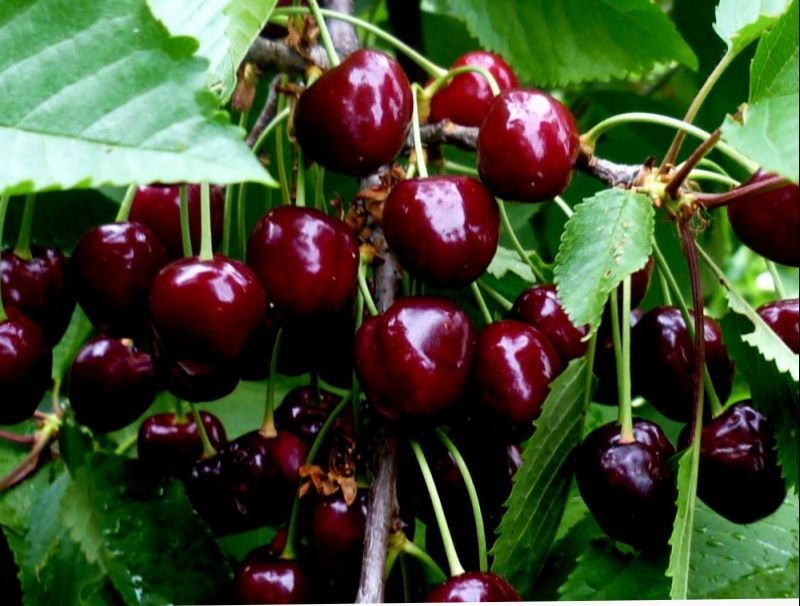 Саженцы плодовых деревьев