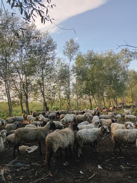 Schimb OI cu capre sau vaci