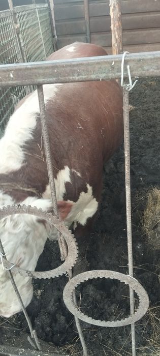 Продам быка 1,5 года