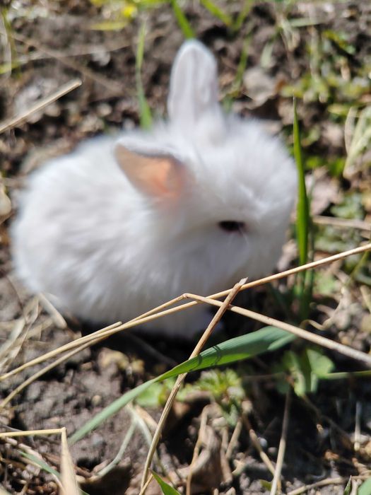 Кролики декоративные домашнии
