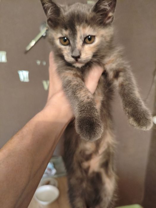 В добрый руки, в хорошую семью.