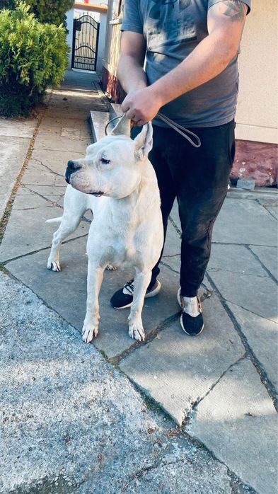 Mascul Dog Argentinian / Dogo Argentino