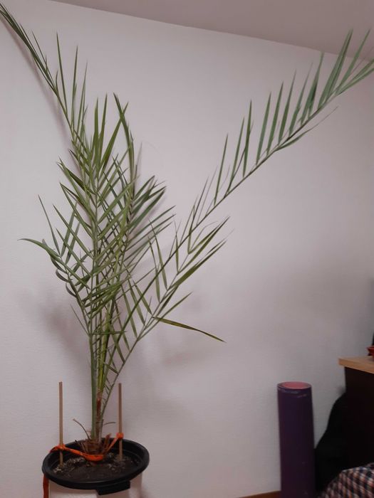 Пальма финиковая